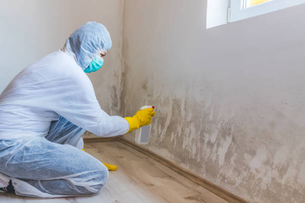 Licensed Black Mold Remediation service in Fort Worth, TX - Mold Remediation HQ
