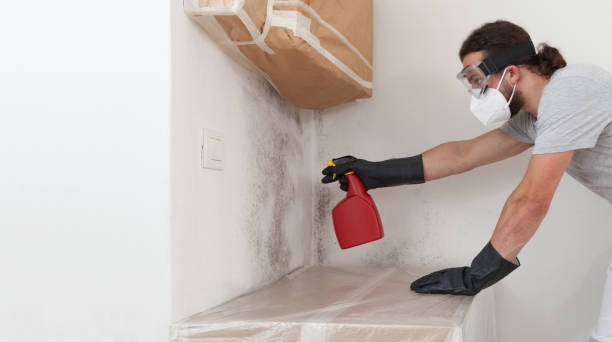 Professional Black Mold Remediation technician working in Fort Worth, TX