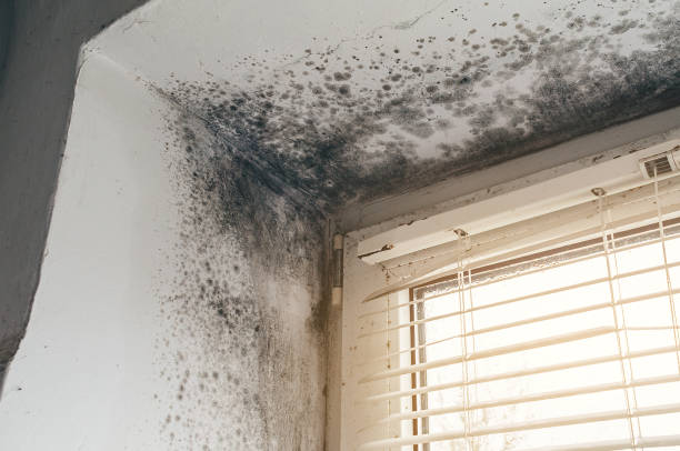 Affordable Black Mold Remediation solutions in Fort Worth, TX